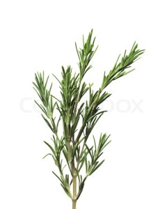 Herb: Rosemary