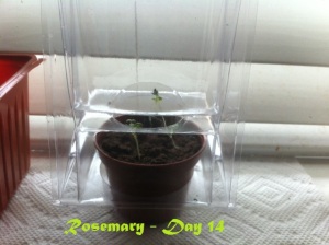 Rosemary (Day 14)