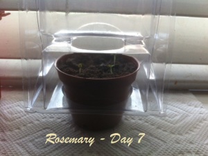 Rosemary at Day 7